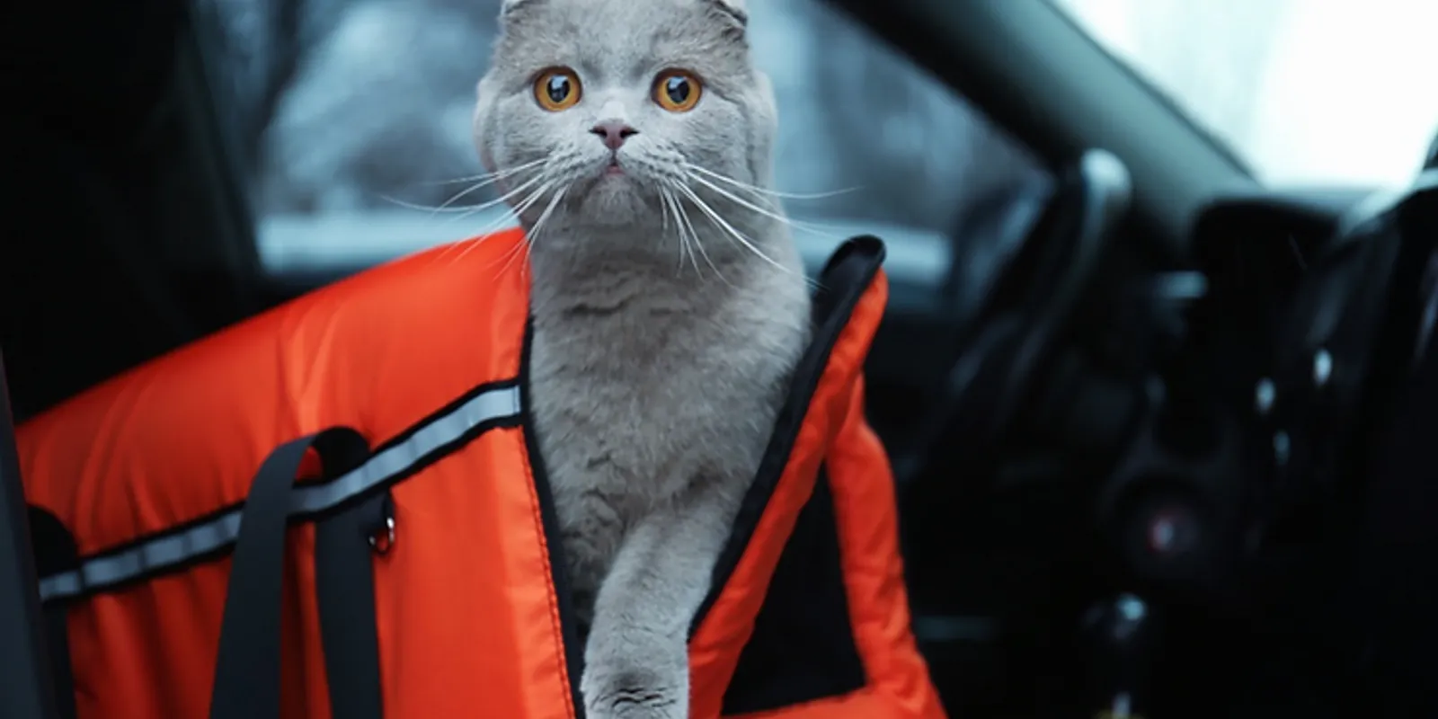 How to Take Care of Your Spayed/Neutered Cat?
