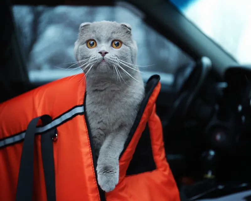 How to Take Care of Your Spayed/Neutered Cat?