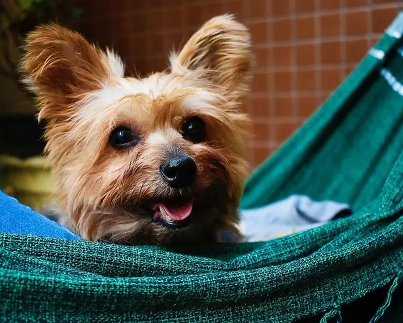 Why Should You Spay/Neuter Your Pet?