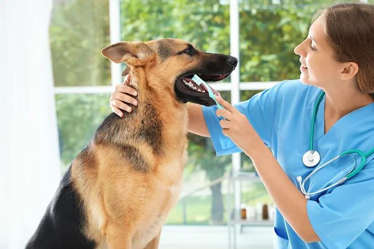 The Importance of Your Pet's Dental Health