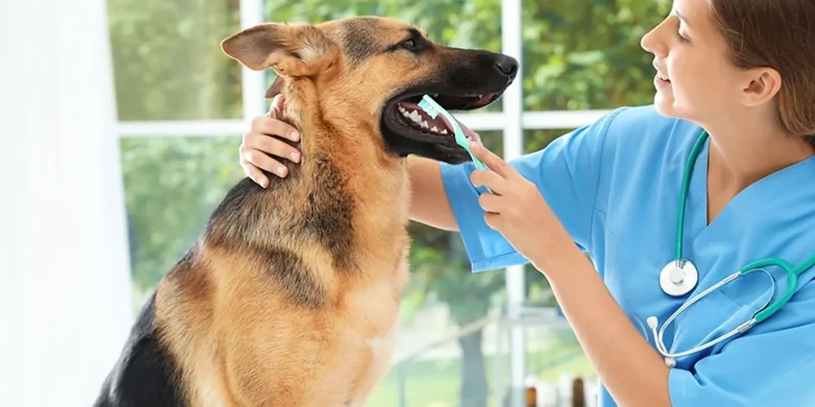 The Importance of Your Pet's Dental Health