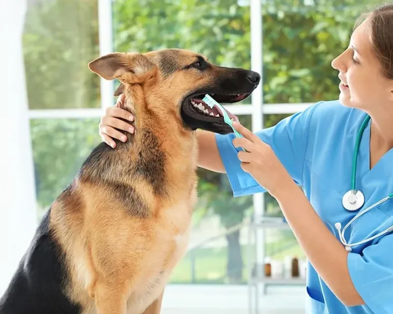 The Importance of Your Pet's Dental Health