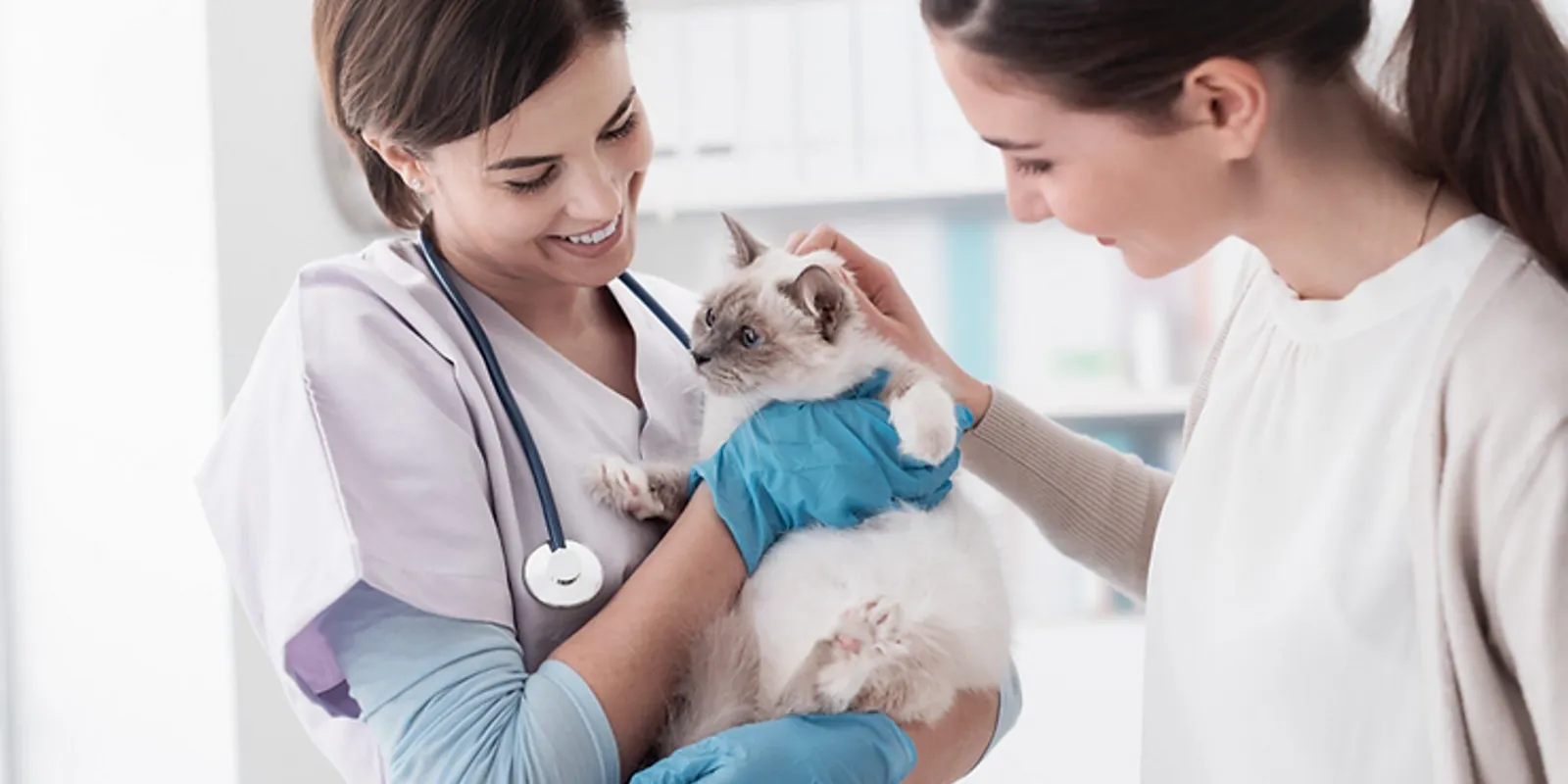 Choosing the Right Vet: What To Look For in a Pet Clinic