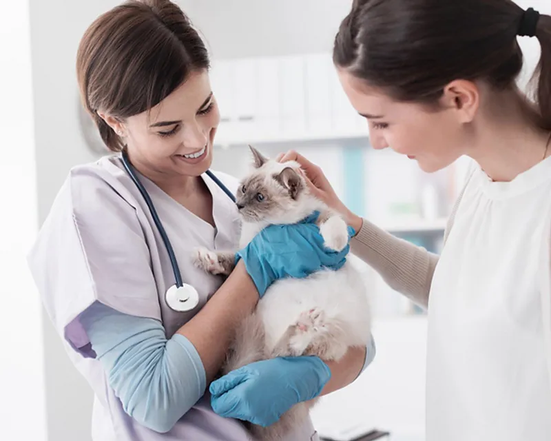 Choosing the Right Vet: What To Look For in a Pet Clinic