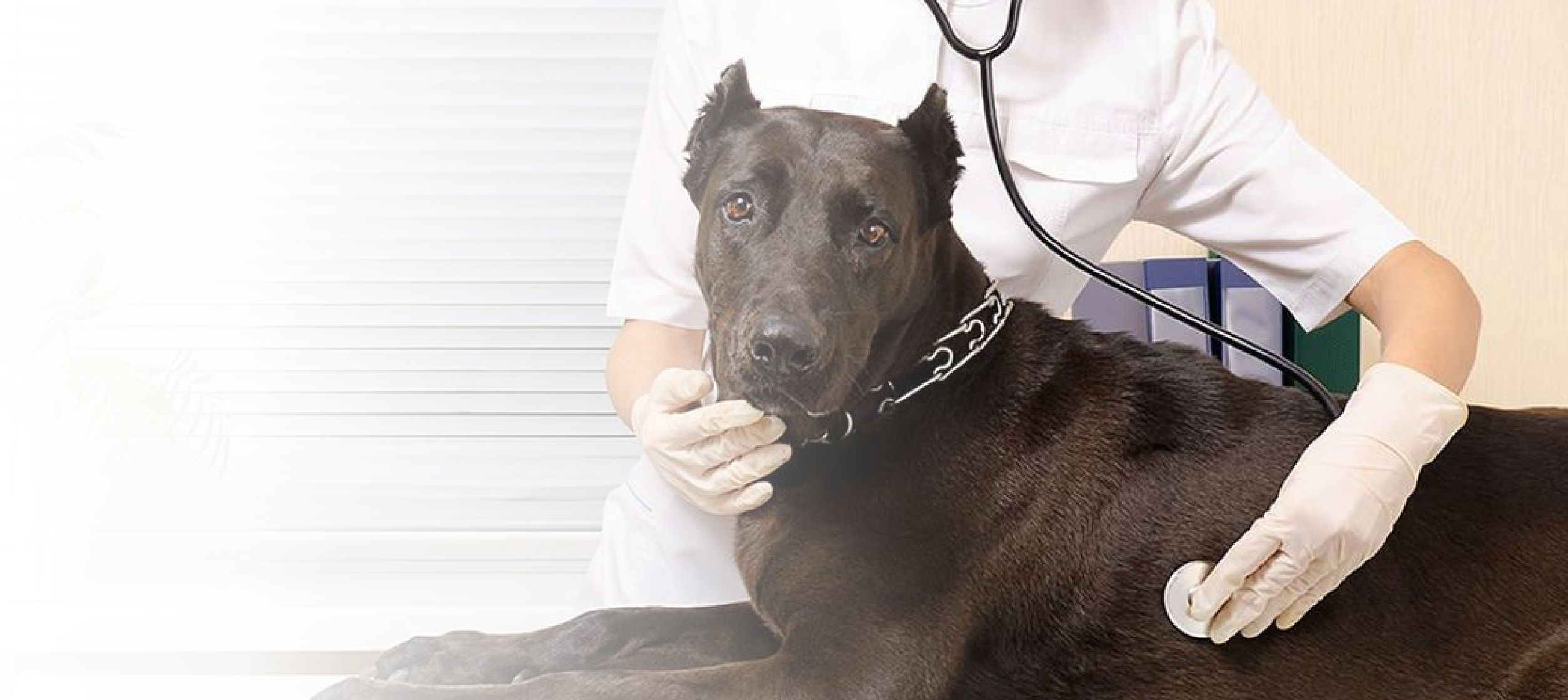 Emergency and walk-ins welcome during clinic hours.