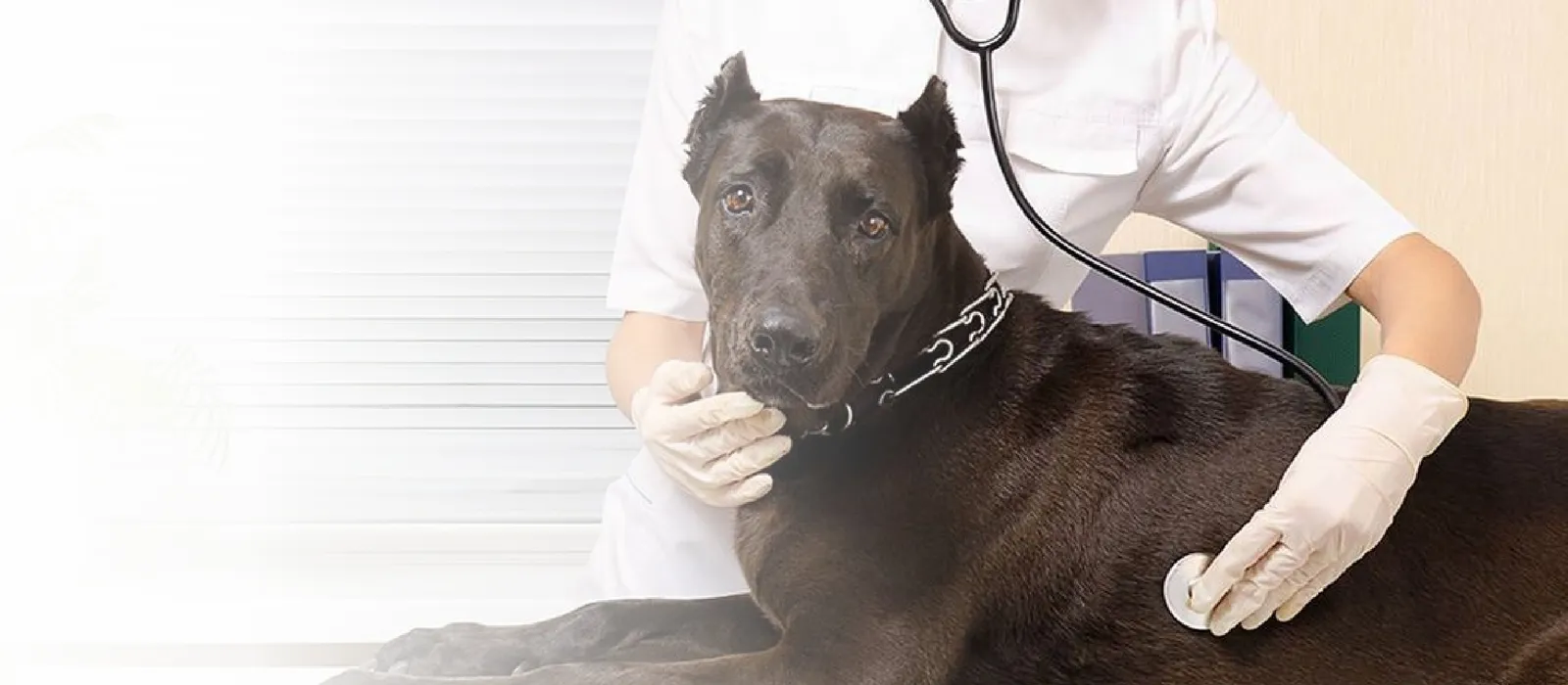 Vaccines and Deworming
