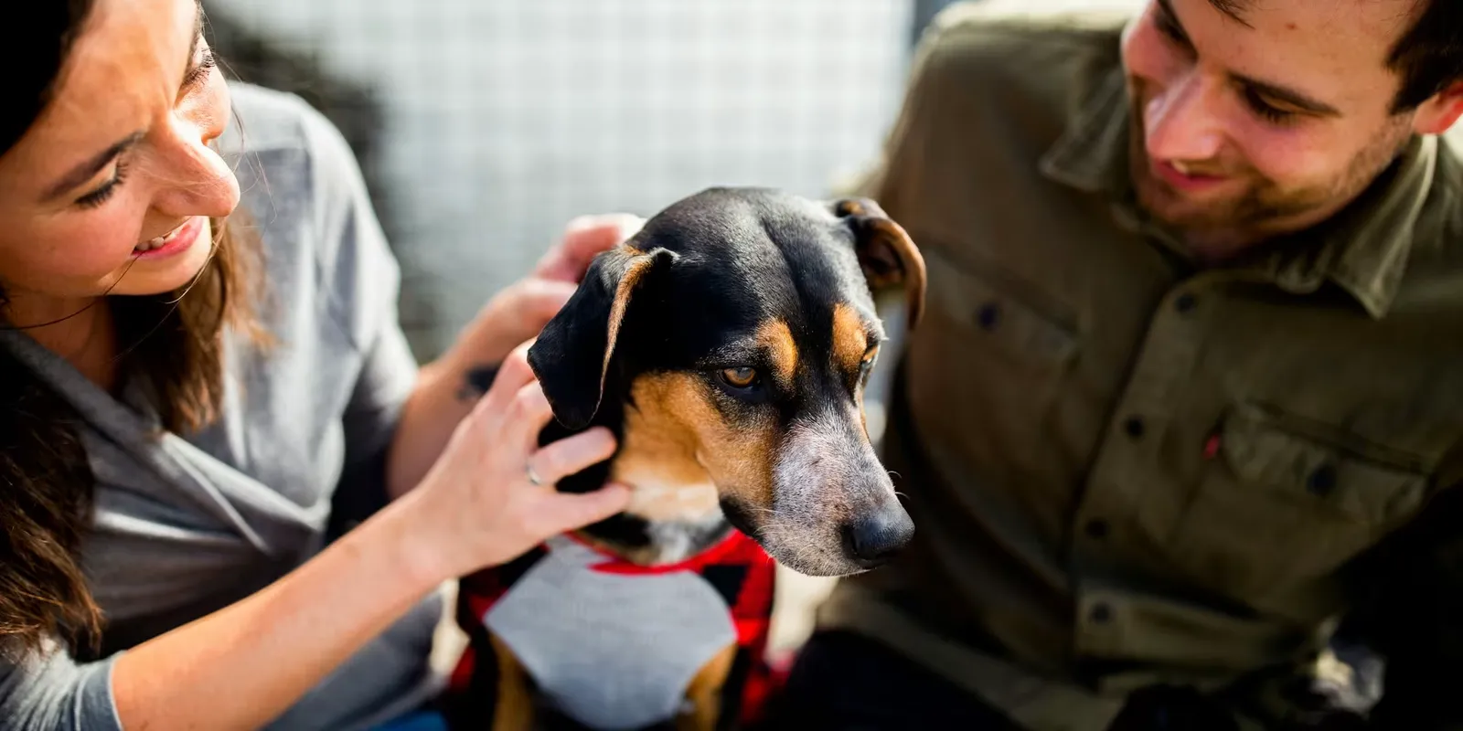 Pet Insurance and Peace of Mind: Why the Connection Matters