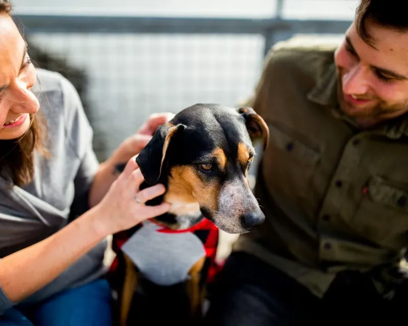 Pet Insurance and Peace of Mind: Why the Connection Matters