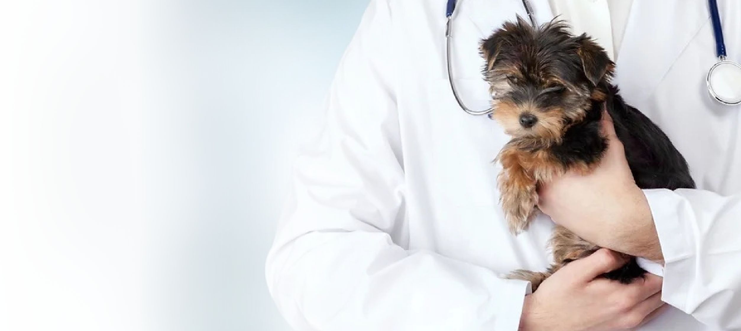 Safe and Effective Alternative Treatments for Your Pet
