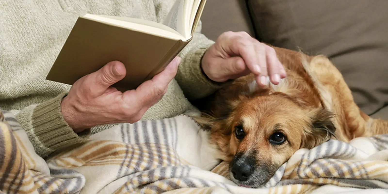How to Take Care of Your Spayed/Neutered Dog?