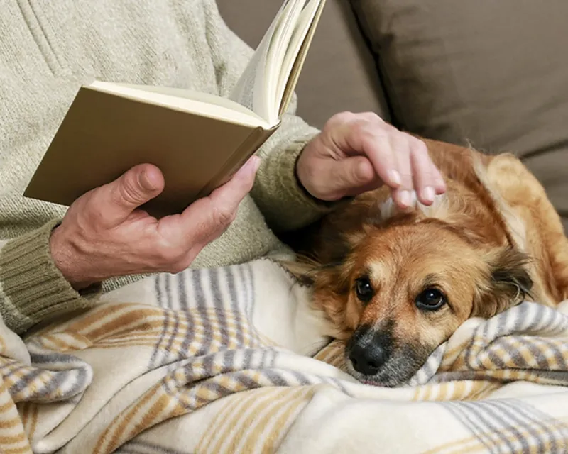 How to Take Care of Your Spayed/Neutered Dog?
