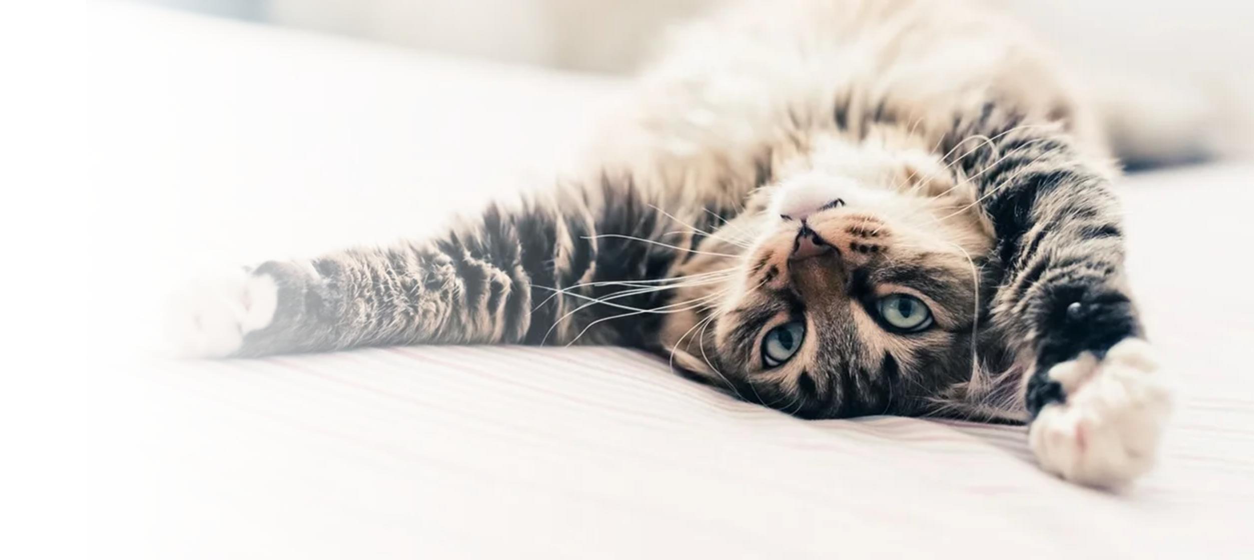 We Care for Your Cat