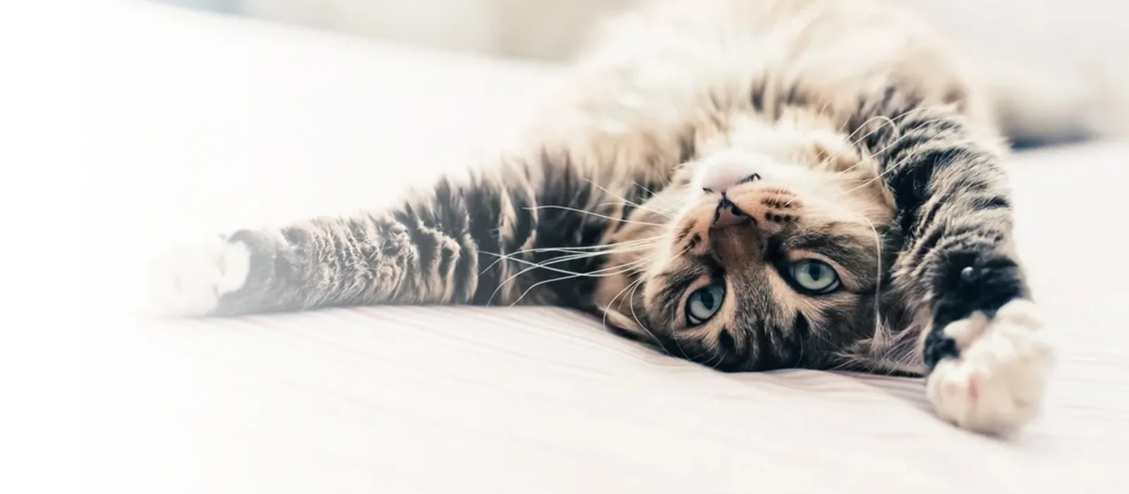 We Care for Your Cat