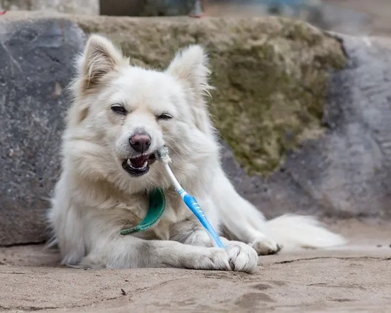 The Danger of Poor Pet Dental Hygiene