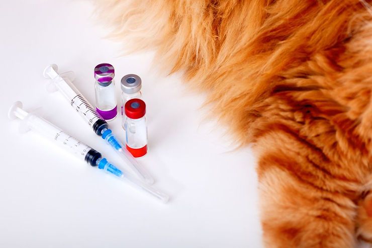 All You Need to Know about Pet Vaccination