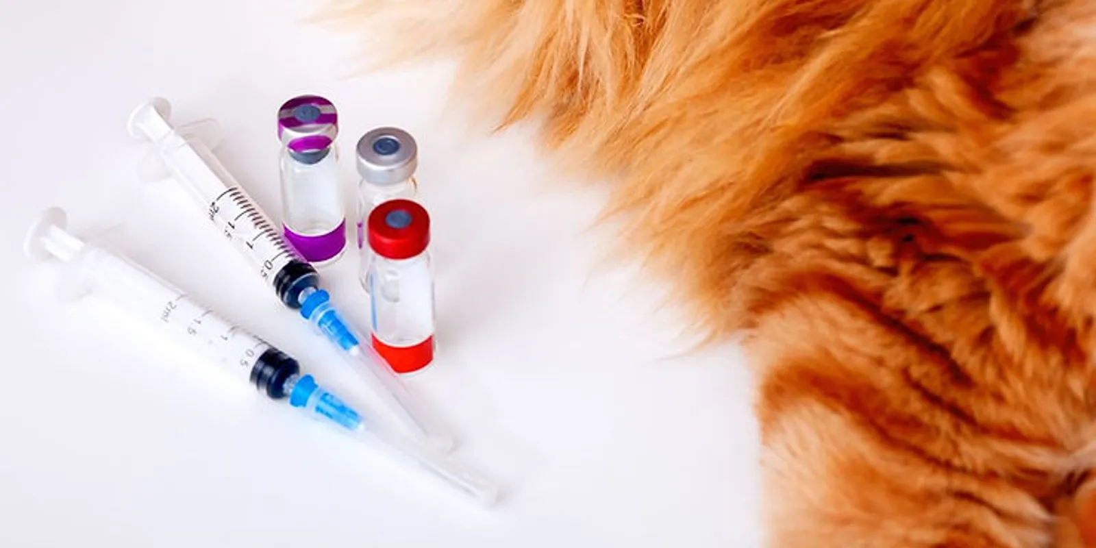 All You Need to Know about Pet Vaccination