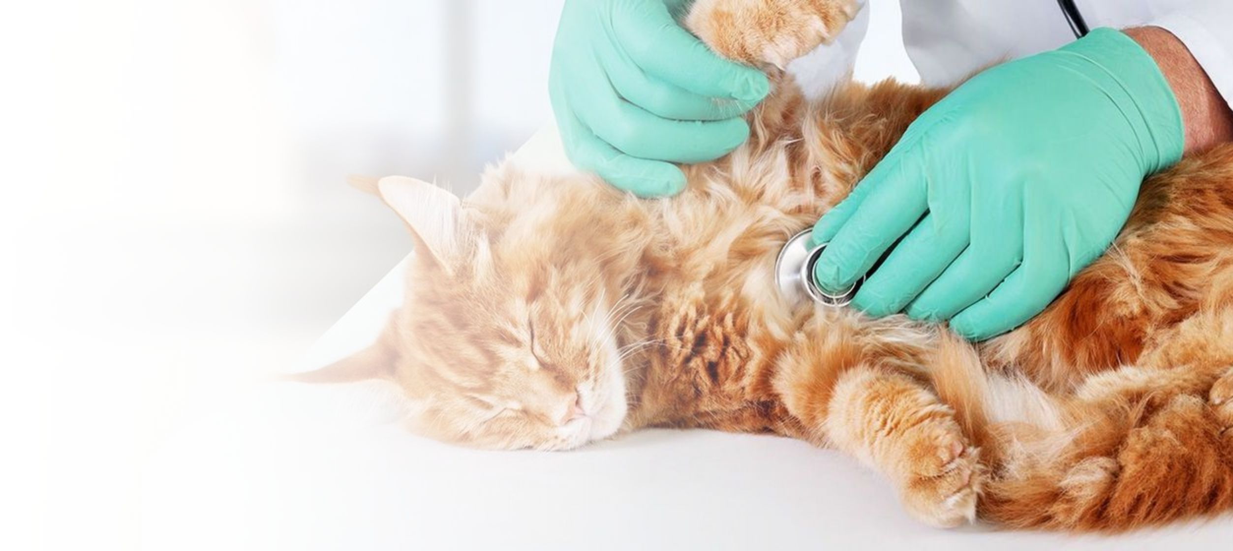 Emergency and walk-in welcome during clinic hours.