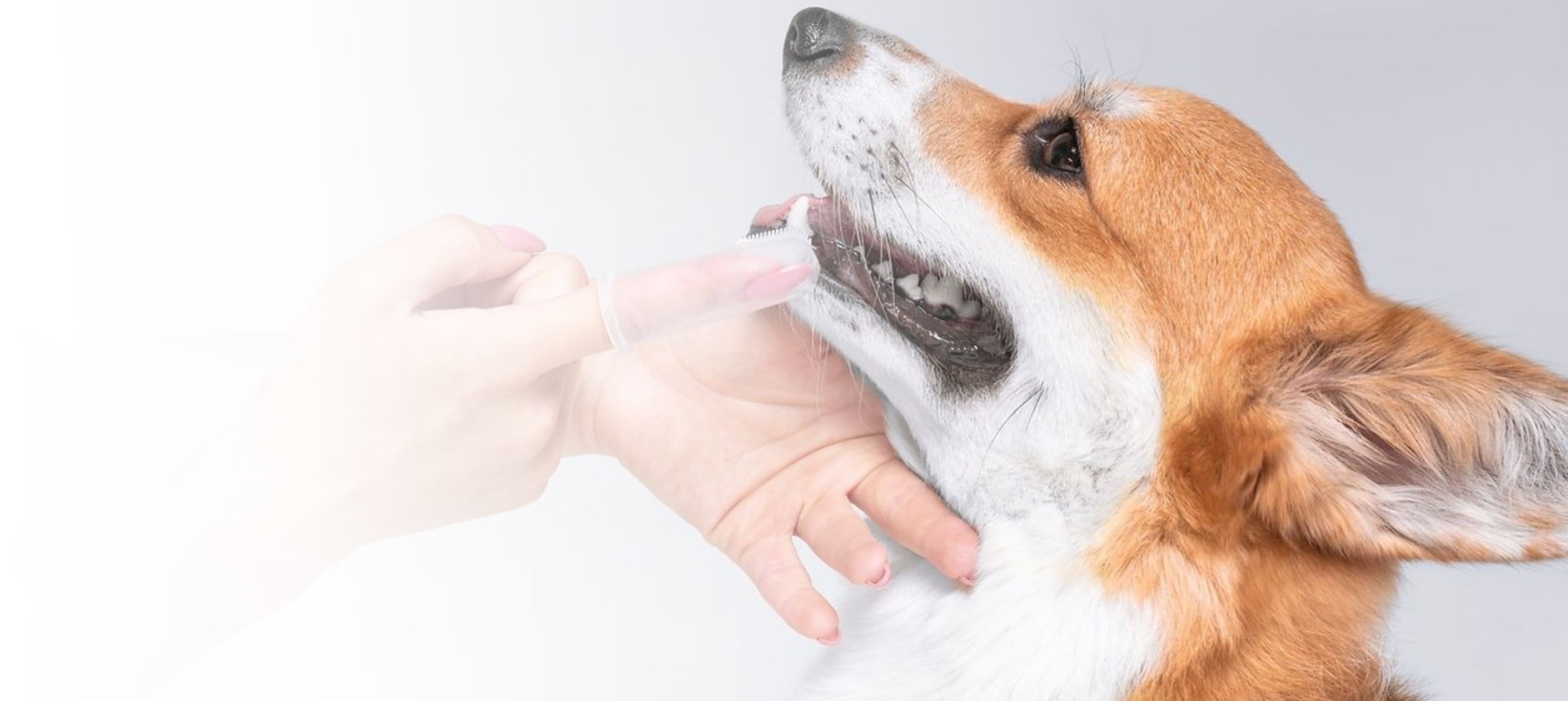 Emergency and walk-ins welcome during clinic hours.