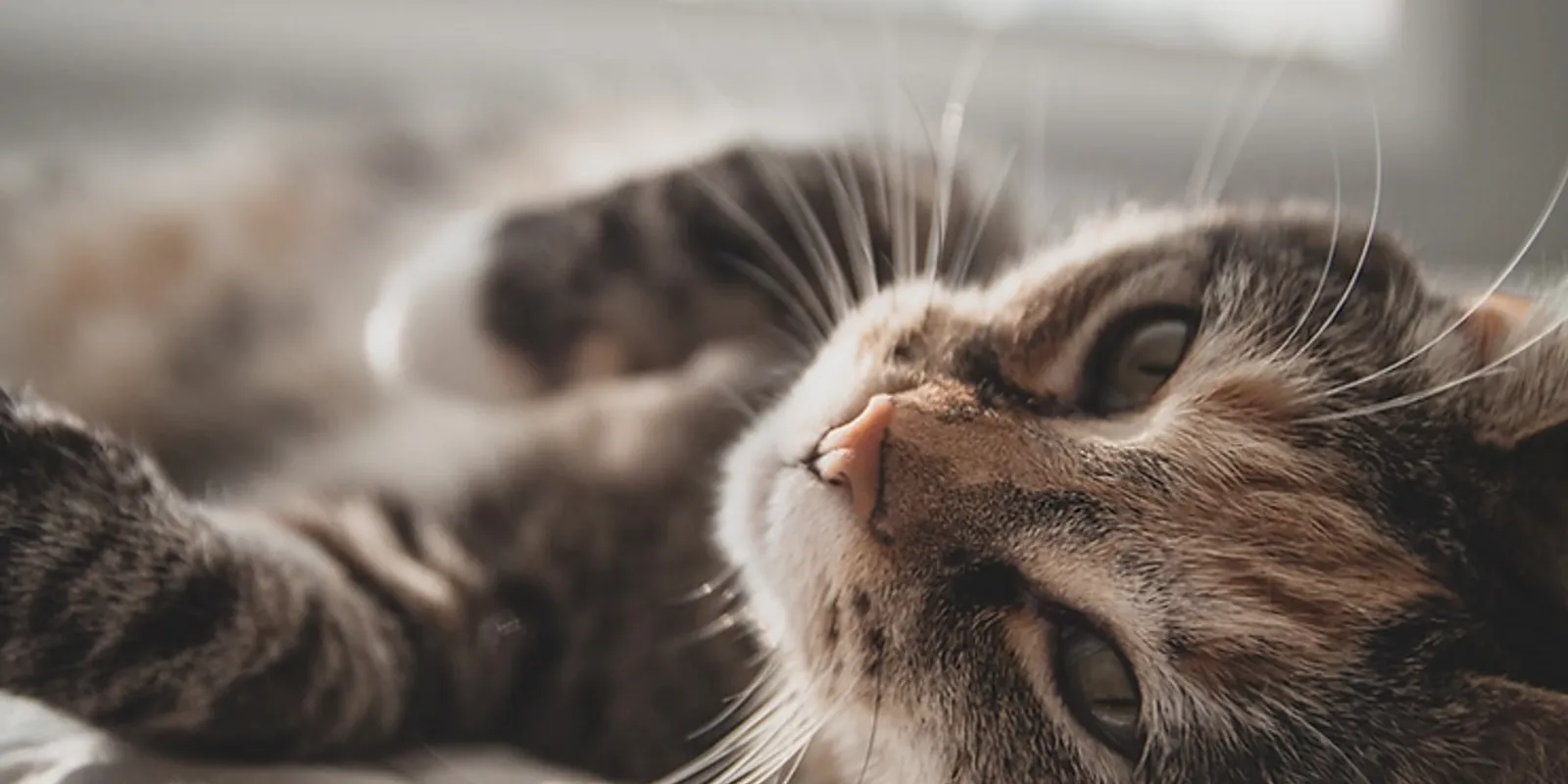 Common Cat Skin Problems and What to Do About Them