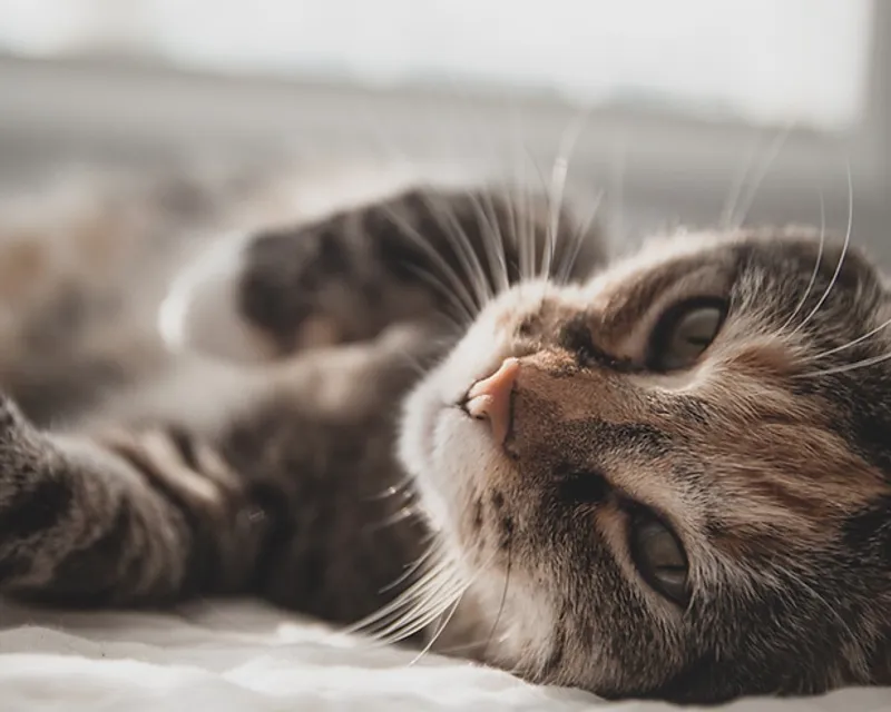 Common Cat Skin Problems and What to Do About Them