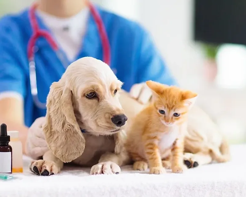 Signs You Need to Take Your Pet to a Pet Hospital