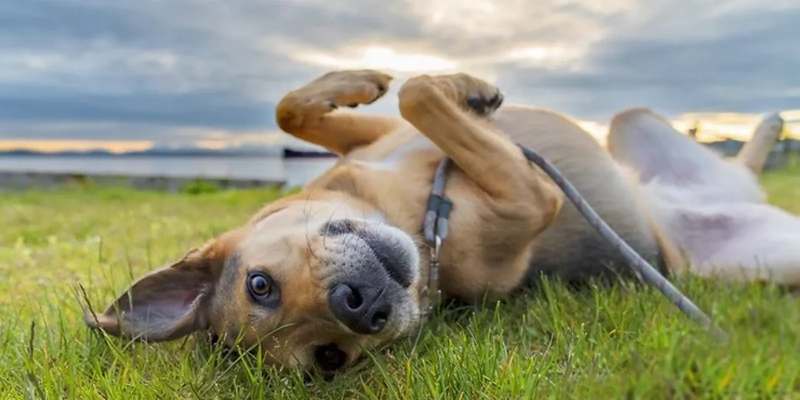How to Travel with Your Pet during Tick and Flea Season