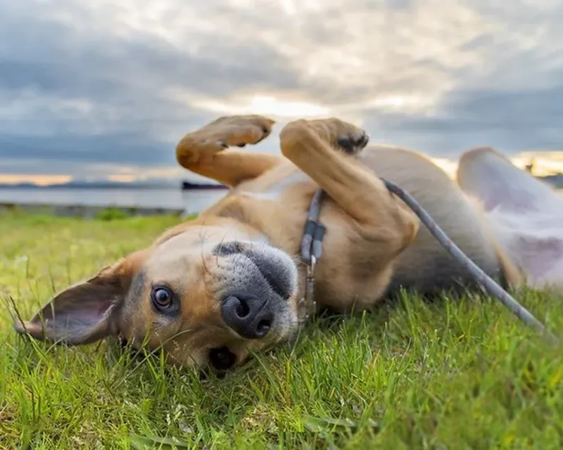 How to Travel with Your Pet during Tick and Flea Season