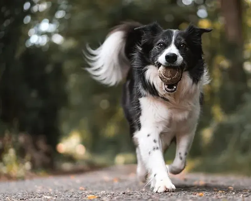 What Is the Importance of Pet Vaccination and Deworming?