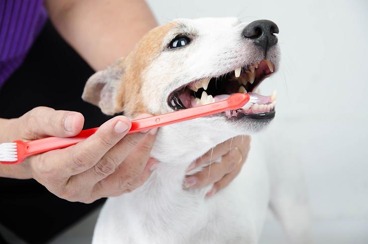 The Importance of Dental Health for Pets: Dental Care Services in South Calgary
