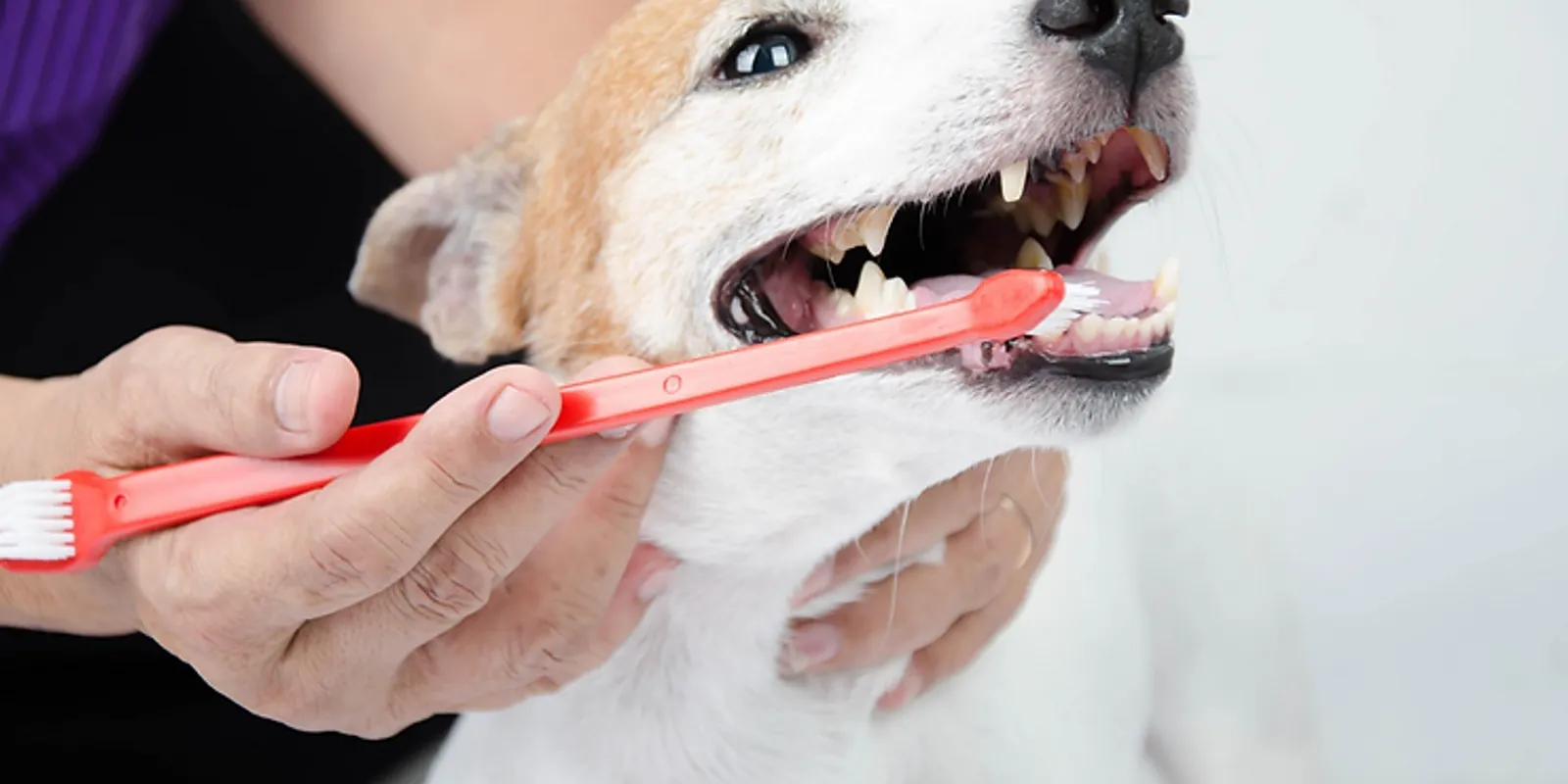 The Importance of Dental Health for Pets: Dental Care Services in South Calgary
