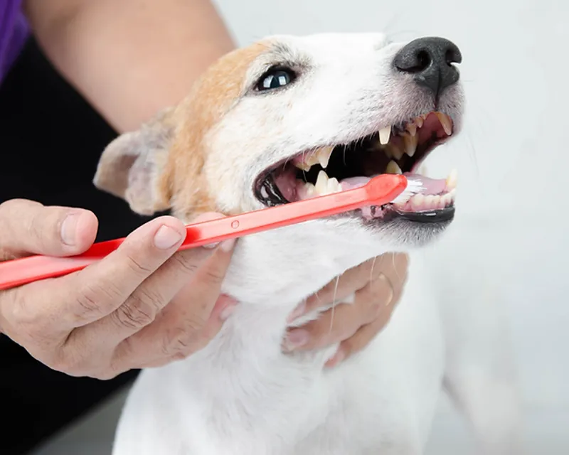 The Importance of Dental Health for Pets: Dental Care Services in South Calgary