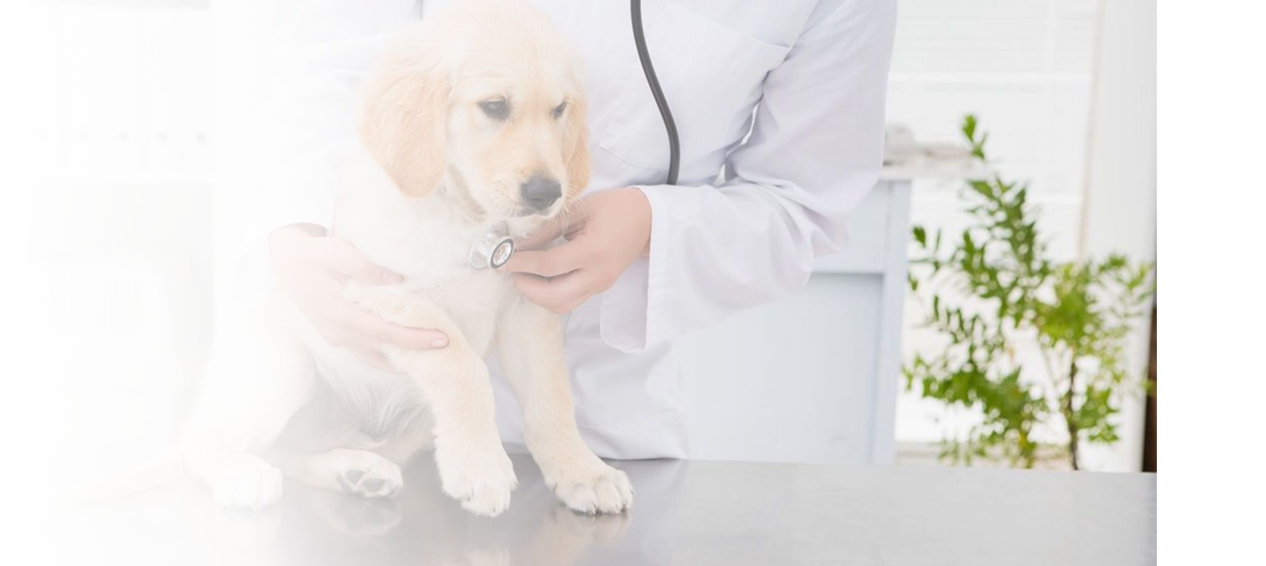 Emergency and walk-in welcome during clinic hours.