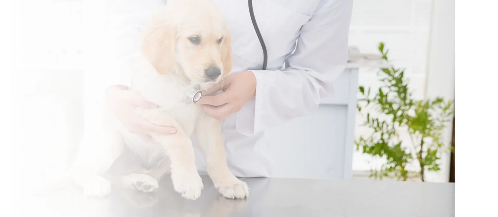 Routine and Special Surgeries