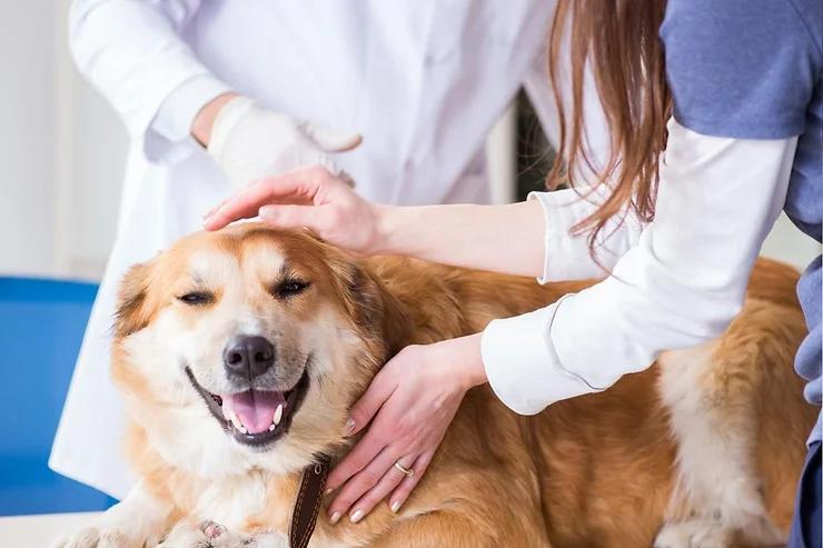 Common Pet Services Which You Need to Do for Your Pet Regularly