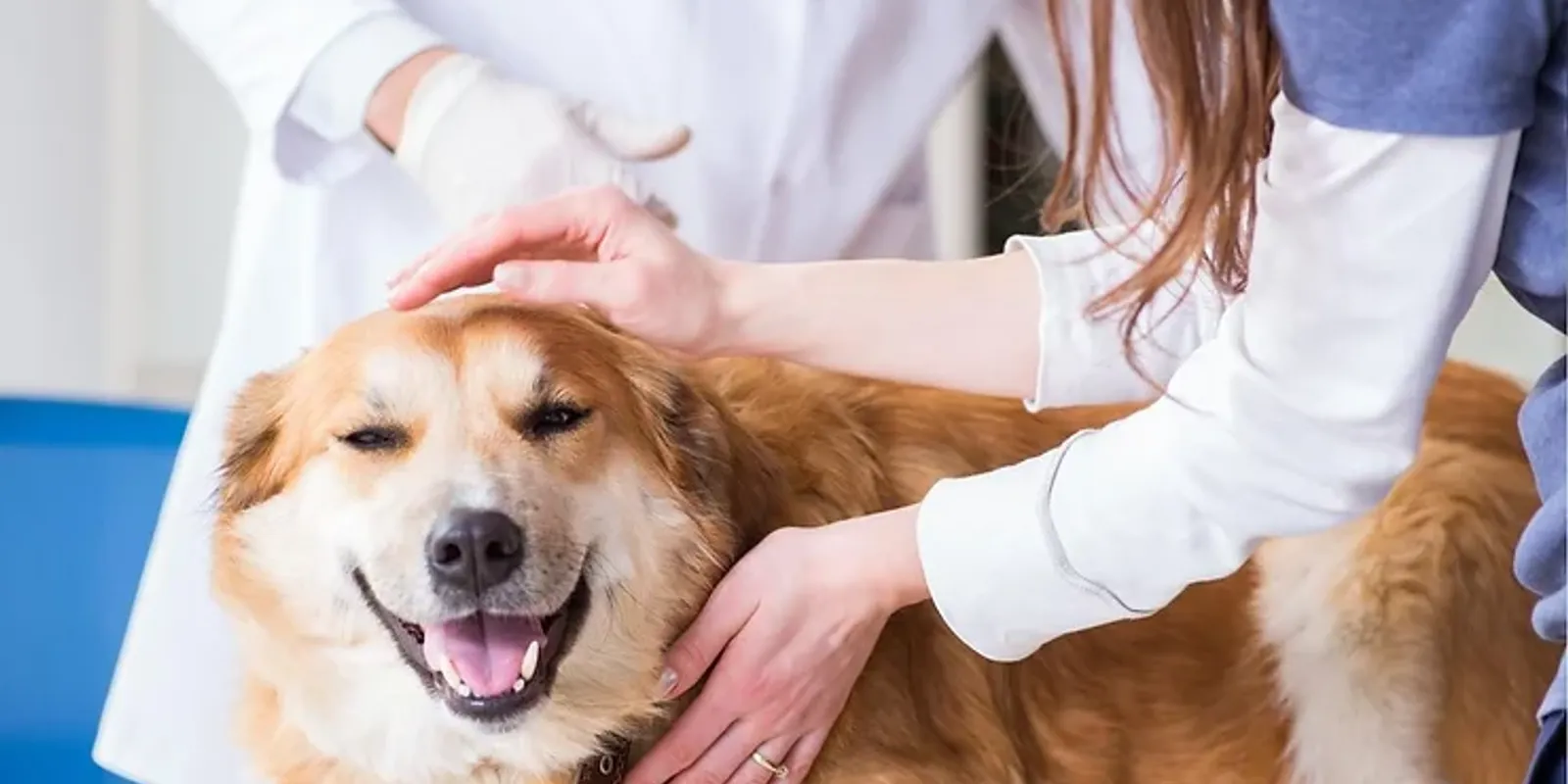 Common Pet Services Which You Need to Do for Your Pet Regularly
