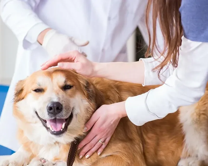 Common Pet Services Which You Need to Do for Your Pet Regularly