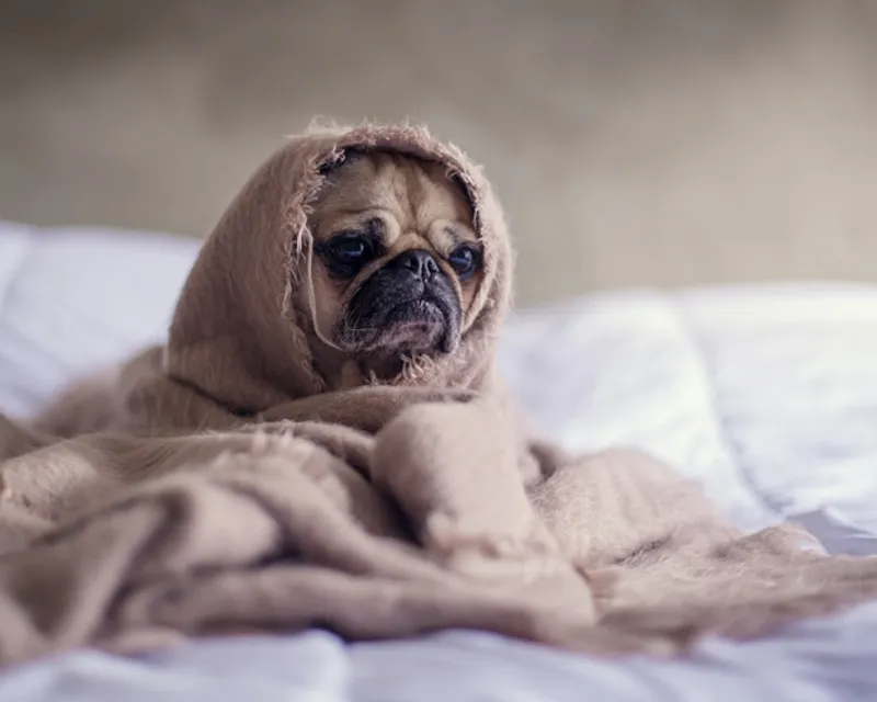 Common Dog Skin Problems and What to Do?