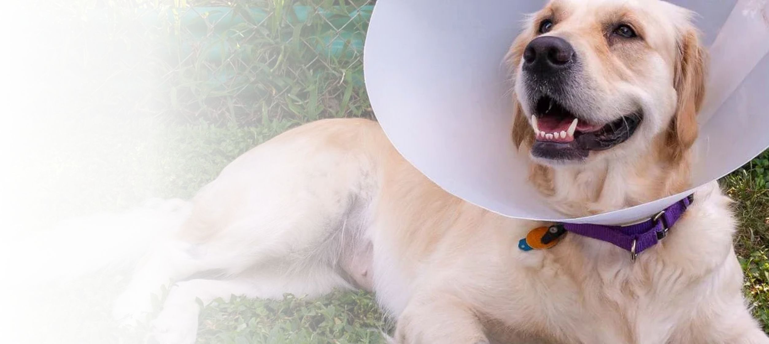 Emergency and walk-ins welcome during clinic hours.