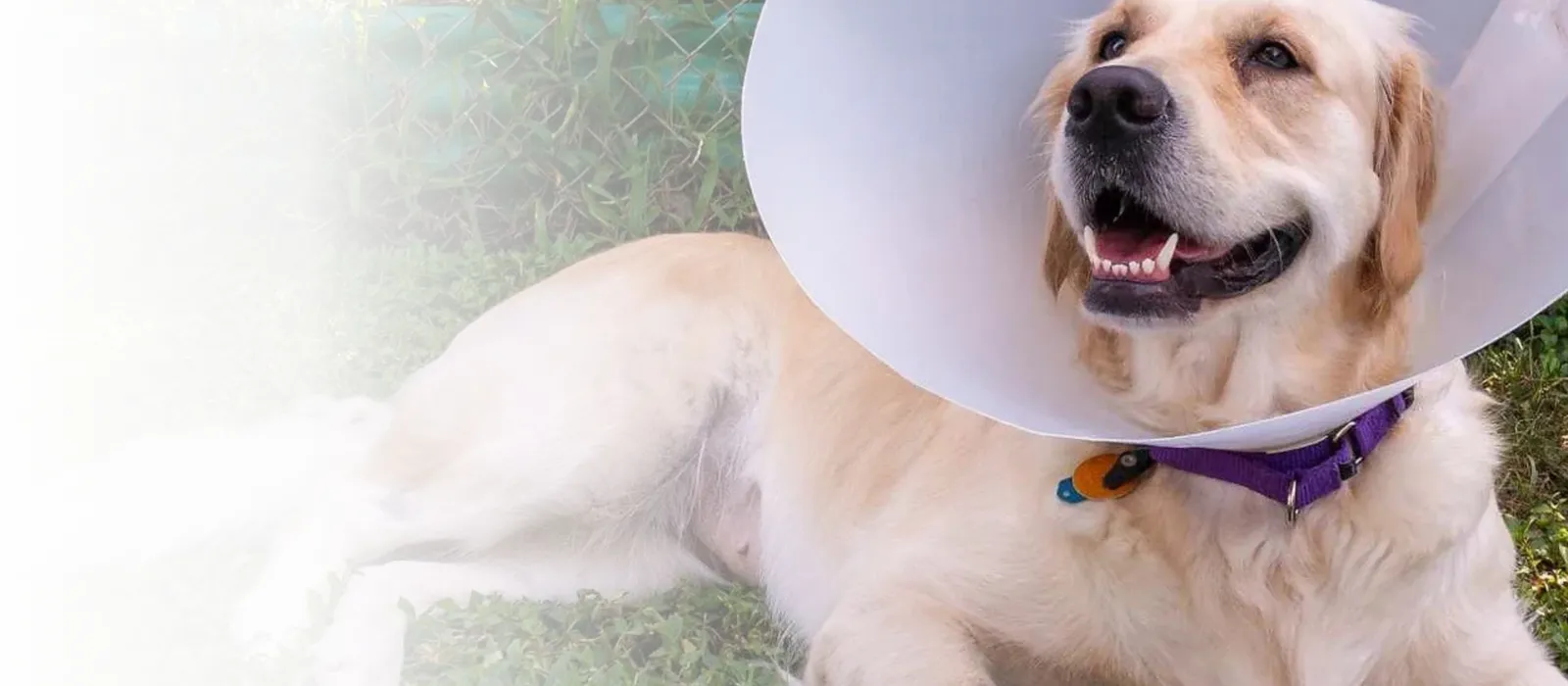 Pet Spay/Neuter