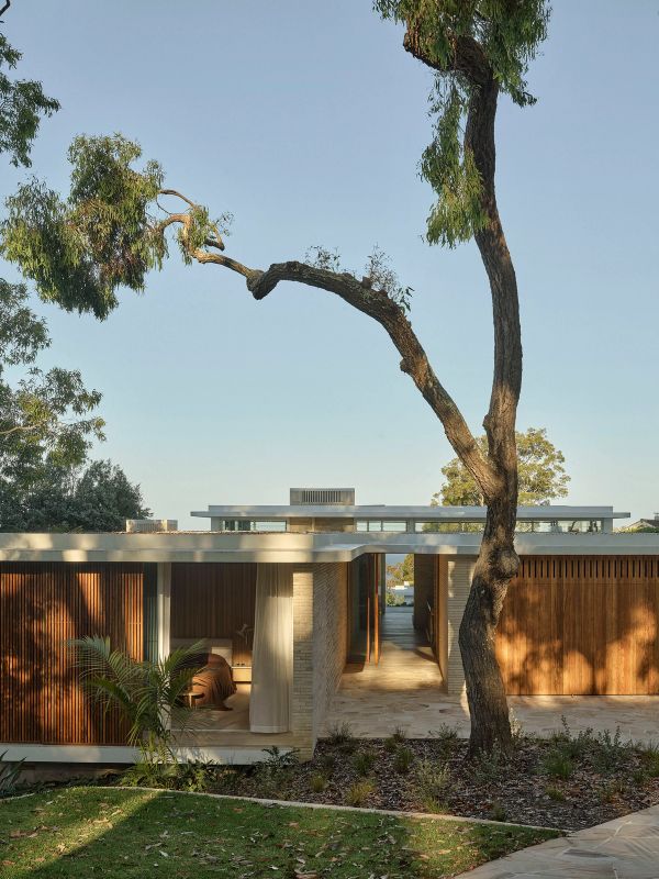 Breeze House pavilion beneath a sculptural gum tree at Palm Beach