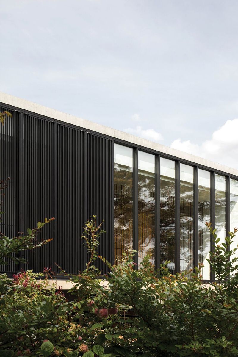 Dark steel battens and glazing above garden planting