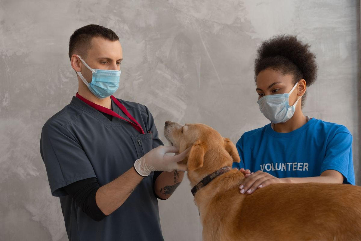Vétérinaire examinant un chien avec l'aide d'un assistant dans une clinique