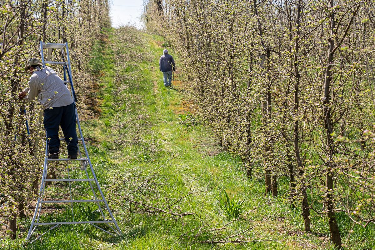 Deux arboriculteurs inspectent et entretiennent les branches d'un verger de pommiers au printemps