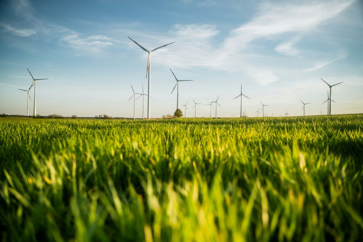 Champ verdoyant avec éoliennes modernes en arrière-plan