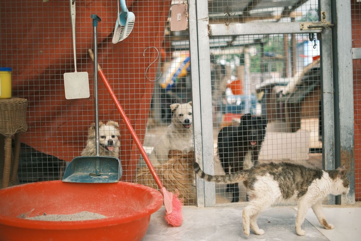 Chiens et chat ensemble dans les enclos d'un refuge pour animaux