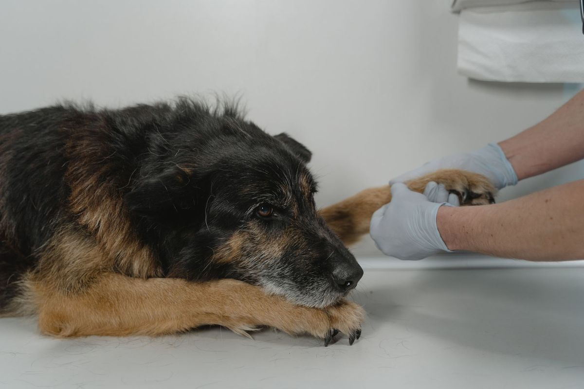 Praticien manipulant délicatement la patte d'un chien allongé sur table de consultation