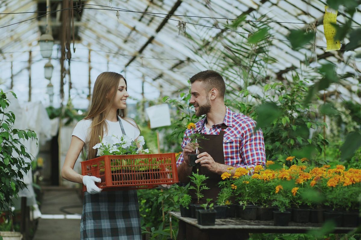 Deux horticulteurs cultivent des plants dans une serre verdoyante