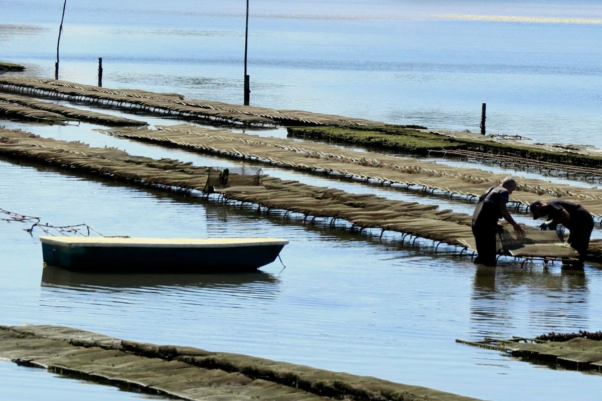 Ouvriers en combinaison travaillant dans l'eau peu profonde sur des parcs à huîtres