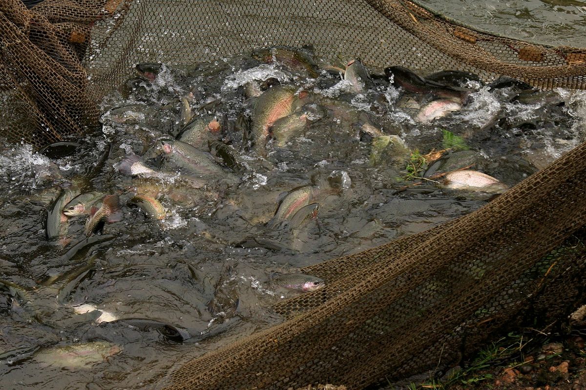 Banc de poissons nageant dans un bassin d'eau claire