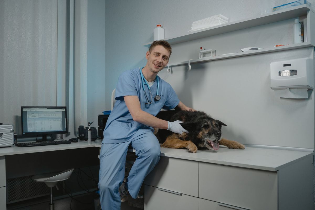 Vétérinaire palpant un chien noir sur une table d'examen dans une clinique moderne